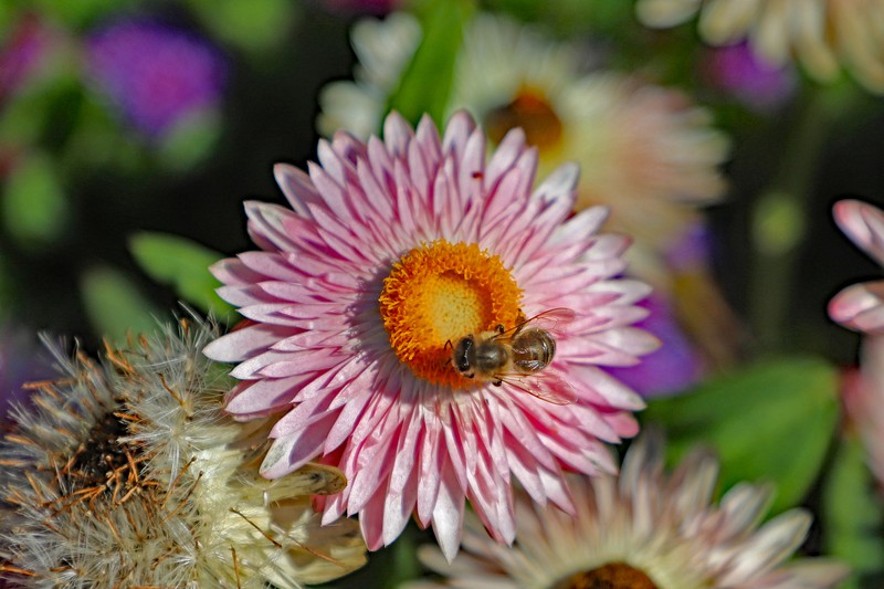 Bracted Strawflower photo 2