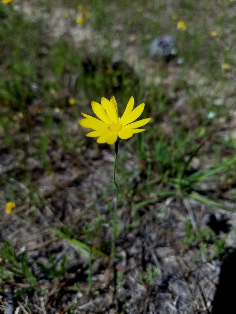 Texas Chrysopsis