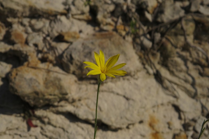 Texas Chrysopsis photo 2