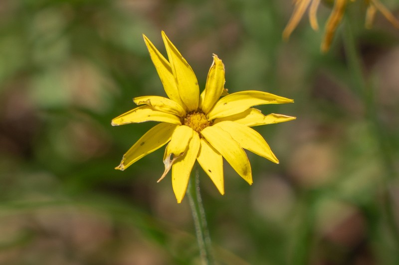 Texas Chrysopsis photo 4
