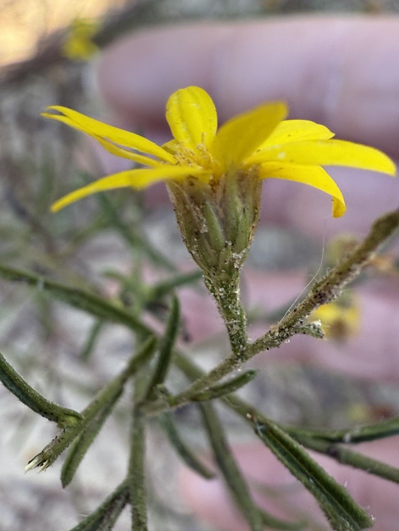 Texas Chrysopsis photo 7