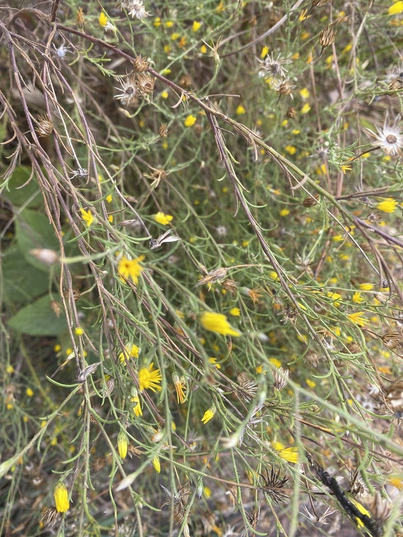 Texas Chrysopsis photo 8
