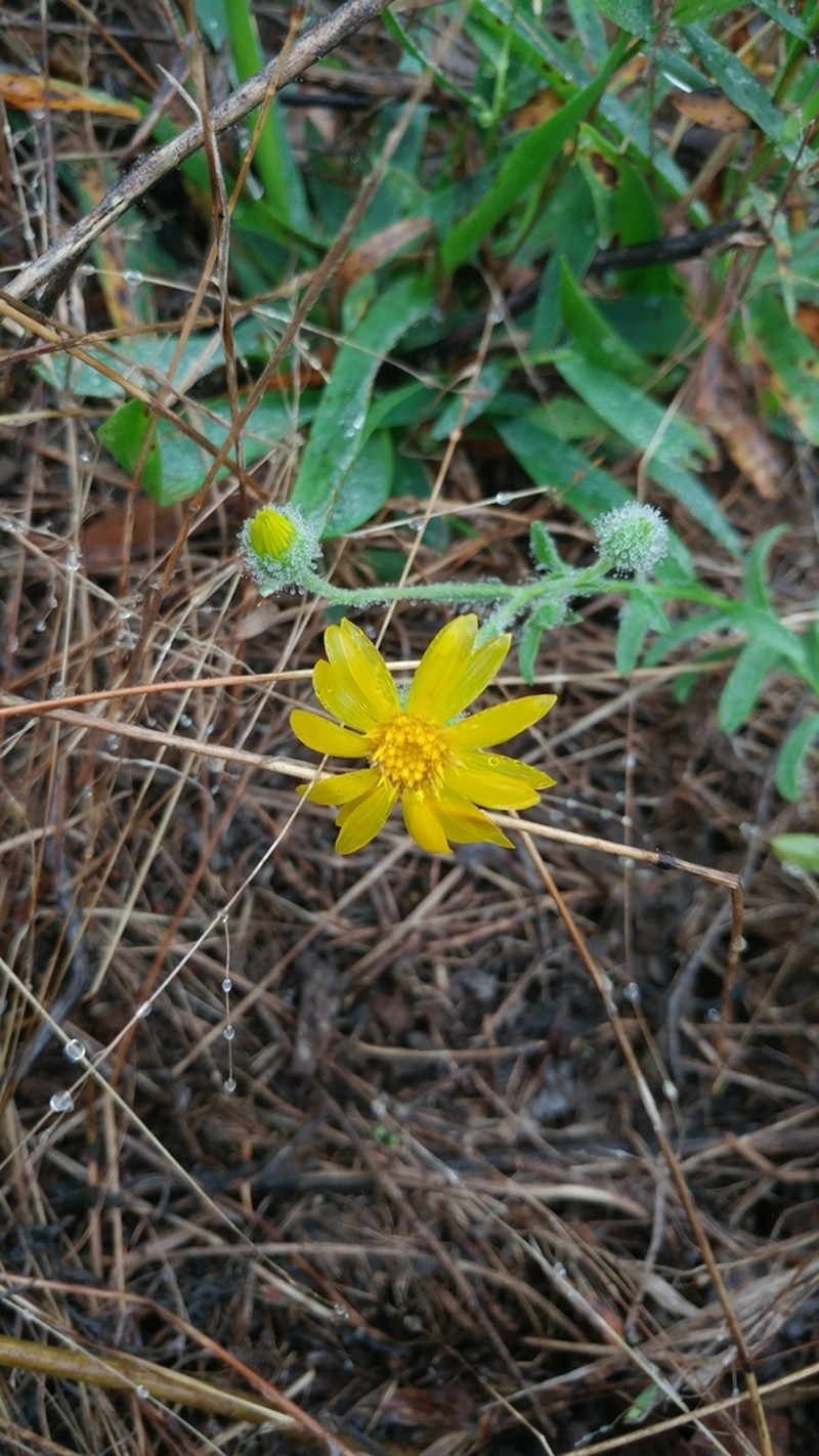 Bradburia pilosa photo 2