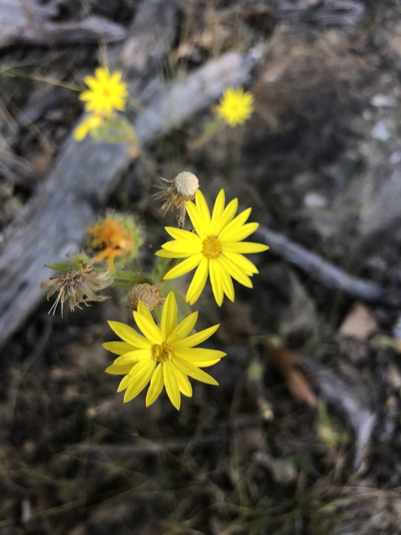 Bradburia pilosa photo 3