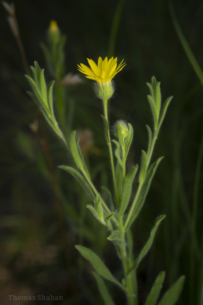 Bradburia pilosa photo 4