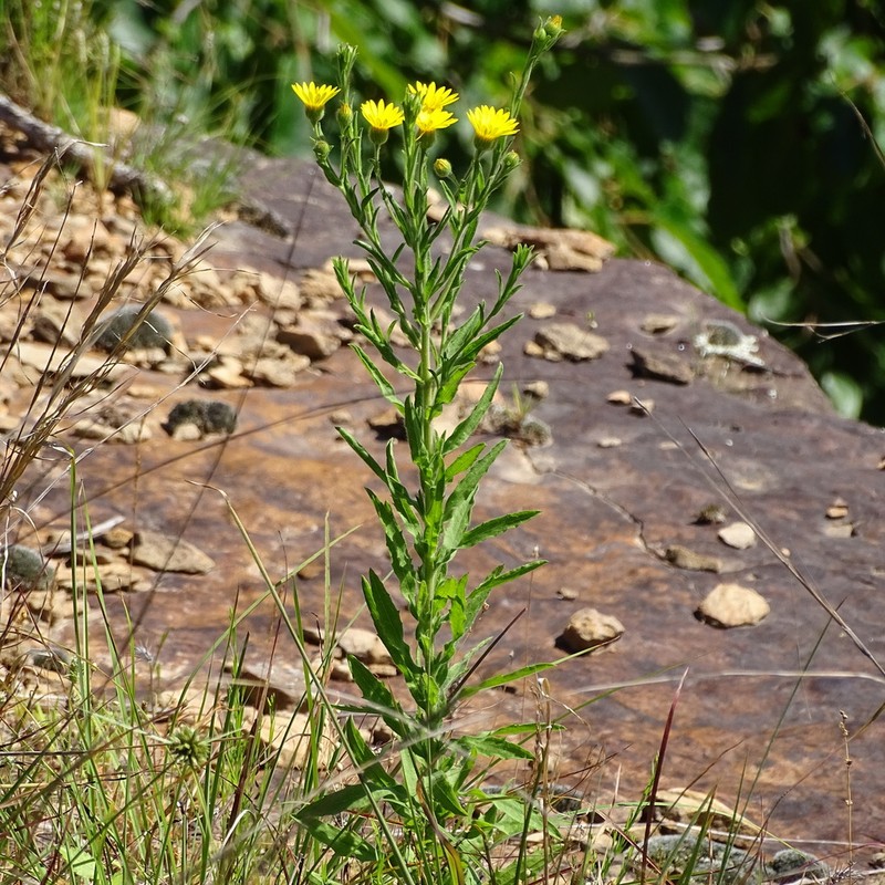 Bradburia pilosa photo 5
