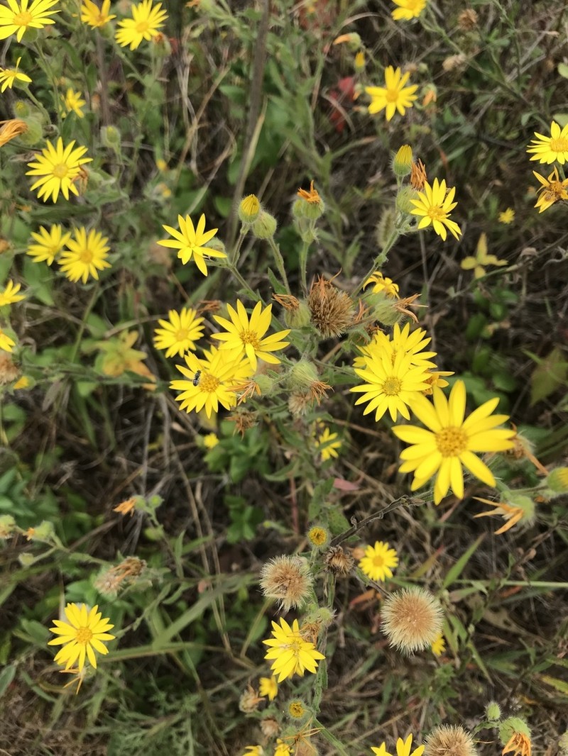 Bradburia pilosa photo 6