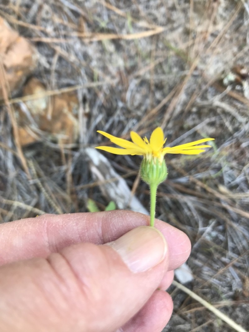 Bradburia pilosa photo 7