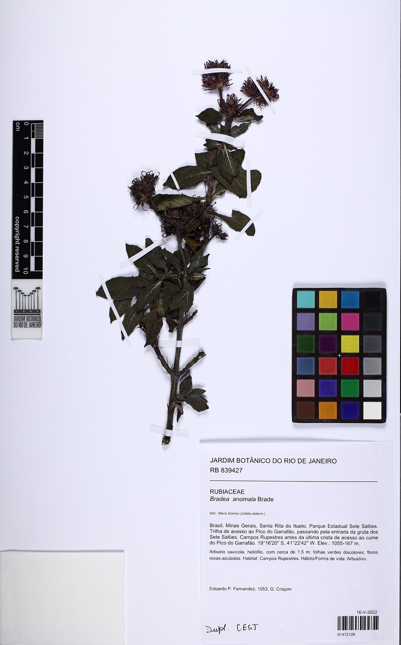 Bradea anomala