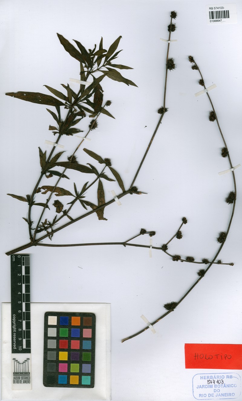 Bradea borrerioides