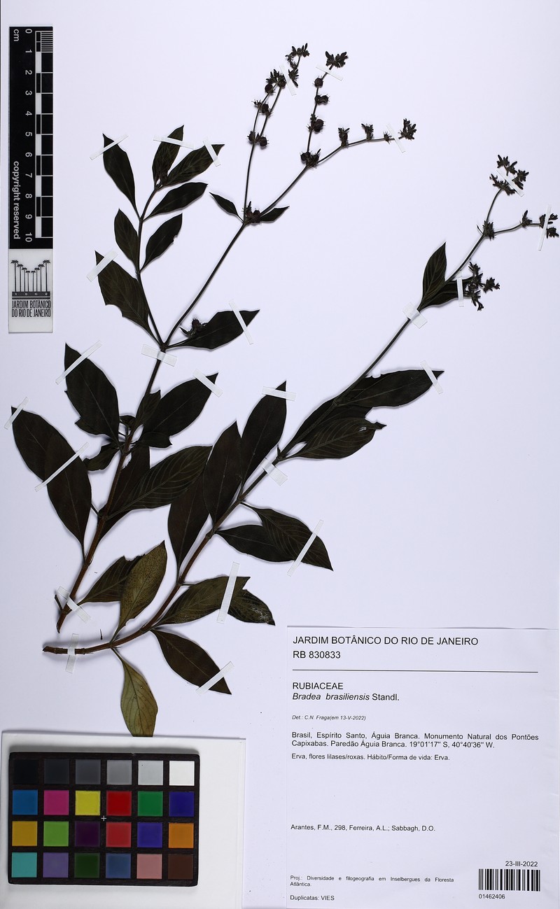 Bradea brasiliensis