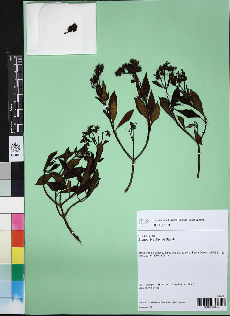 Bradea brasiliensis photo 2