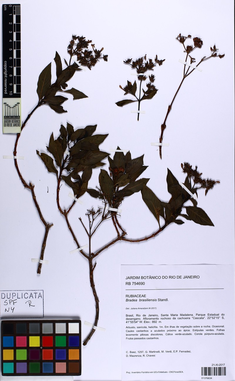 Bradea brasiliensis photo 3