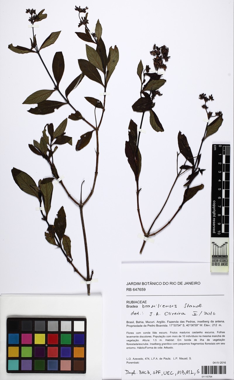 Bradea brasiliensis photo 4