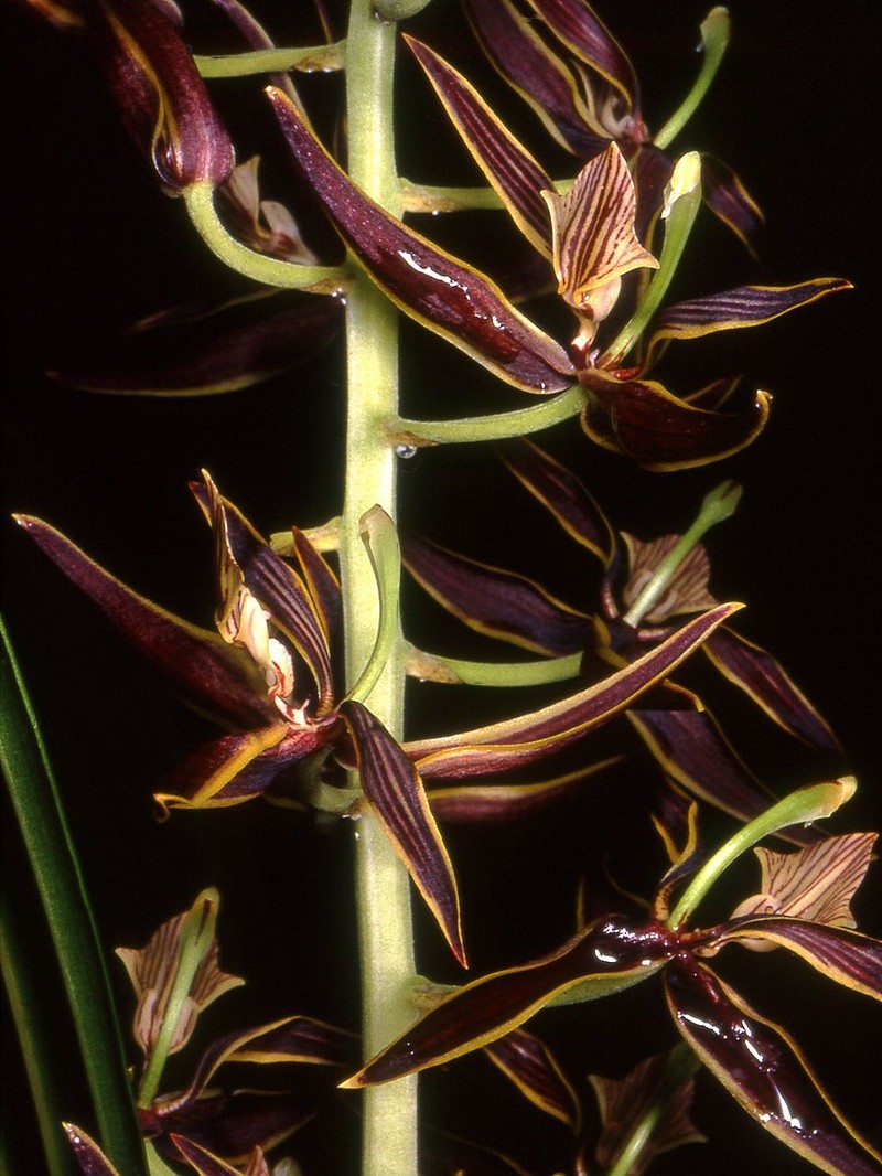 Braemia vittata