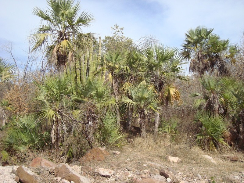 Brahea aculeata photo 2
