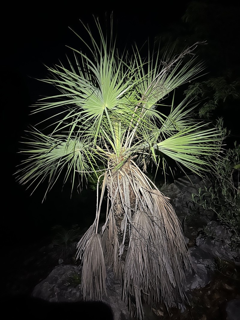 Brahea aculeata photo 3