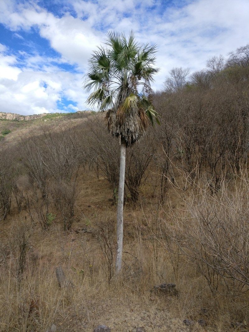 Brahea aculeata photo 4