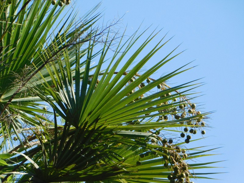 Brahea aculeata photo 5