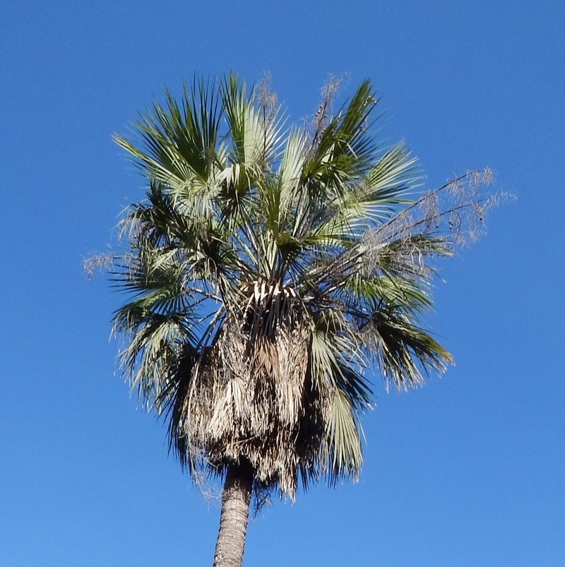Brahea aculeata photo 6