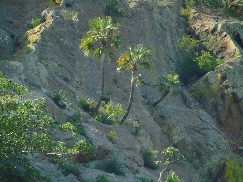 Brahea aculeata photo 7