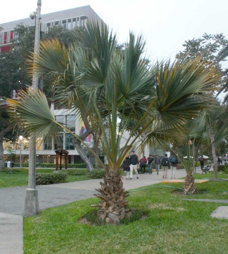 Brahea armata photo 6