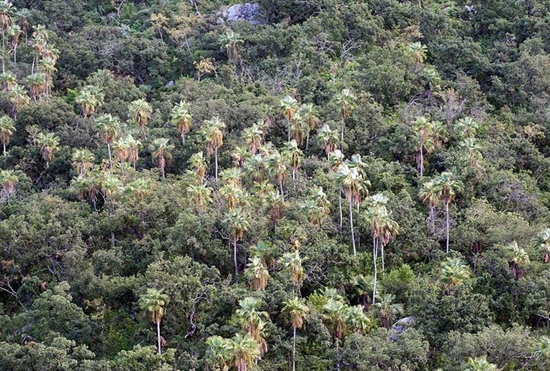 Brahea brandegeei photo 2