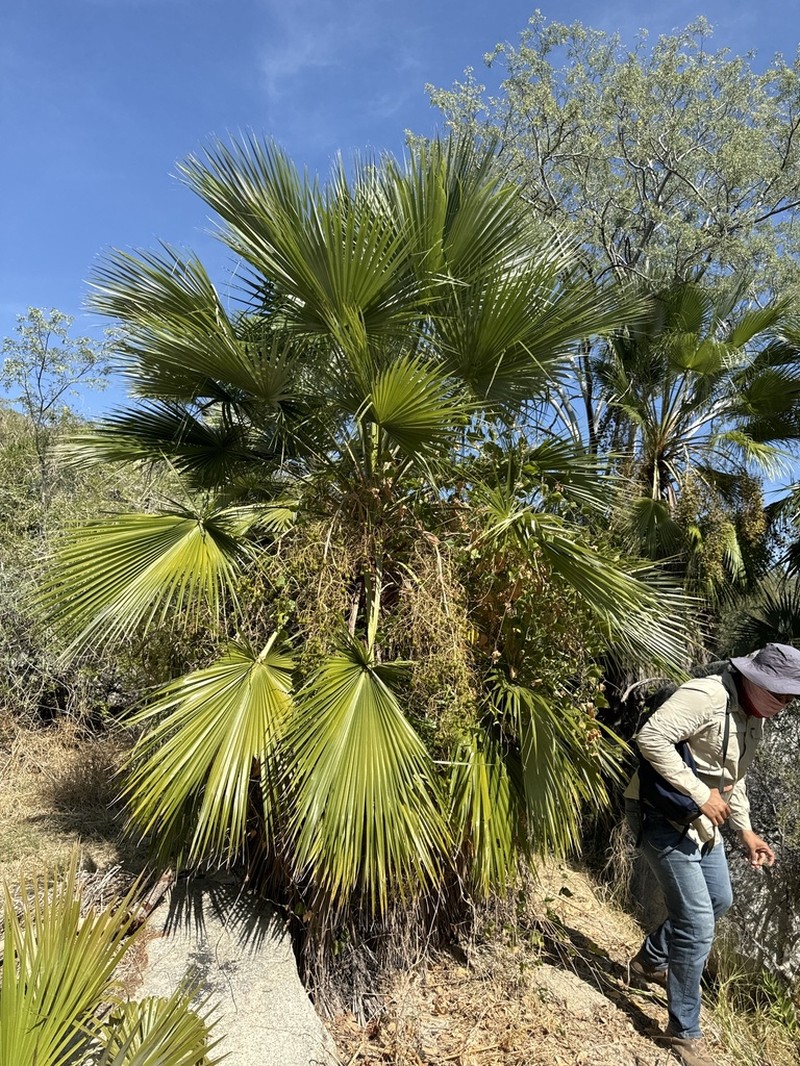 Brahea brandegeei photo 3