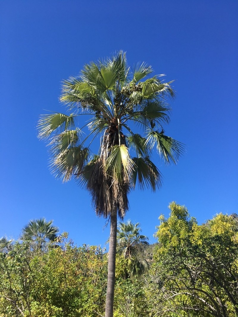Brahea brandegeei photo 5