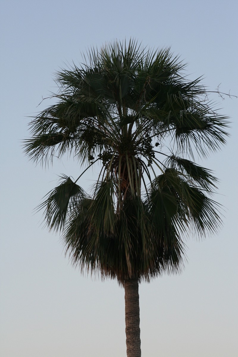 Brahea brandegeei photo 6