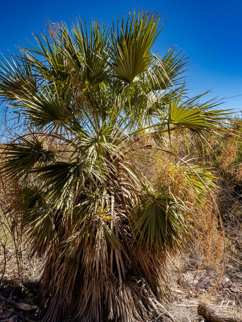 Brahea brandegeei photo 7