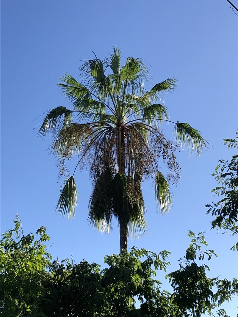 Brahea brandegeei photo 8