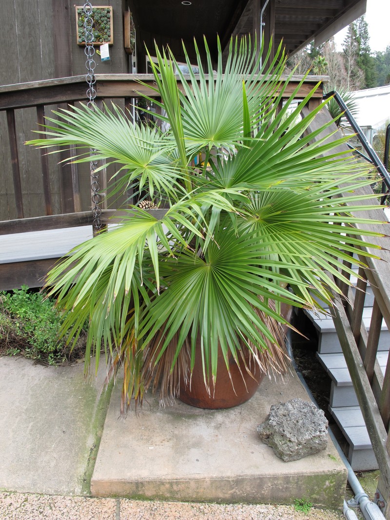 Brahea calcarea