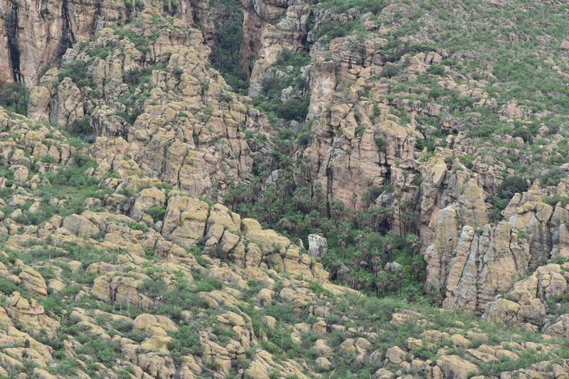 Brahea calcarea photo 2