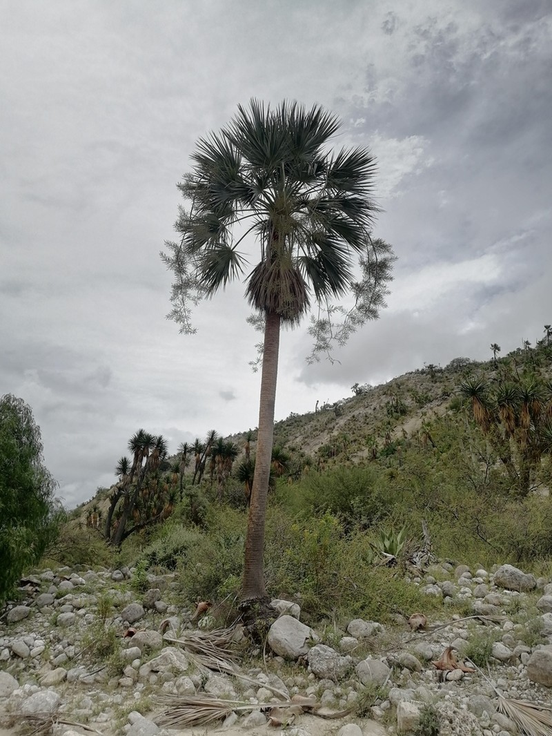 Brahea calcarea photo 5