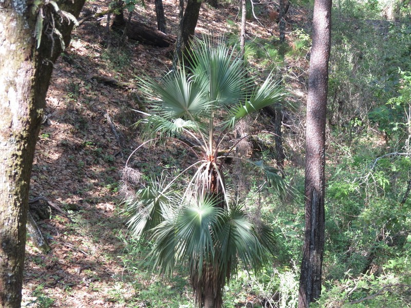 Brahea calcarea photo 7