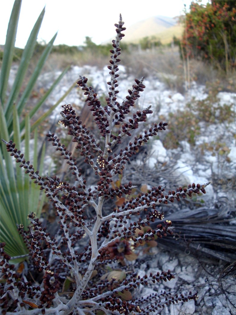 Brahea decumbens