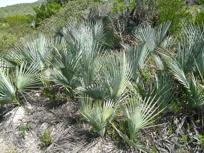 Brahea decumbens photo 2