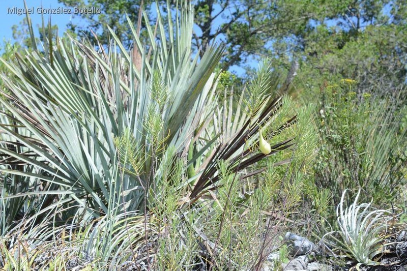Brahea decumbens photo 3