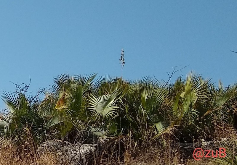 Brahea decumbens photo 4