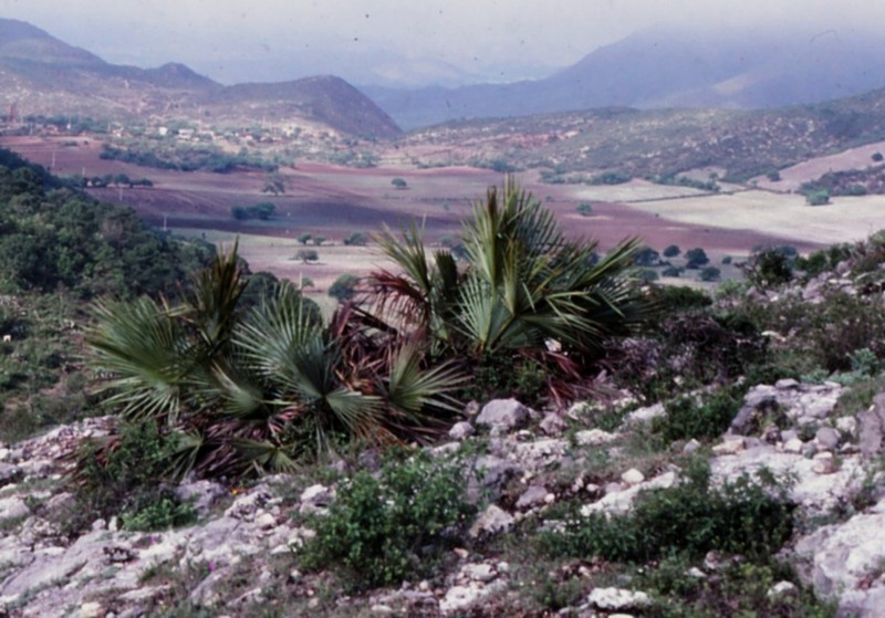 Brahea decumbens photo 5