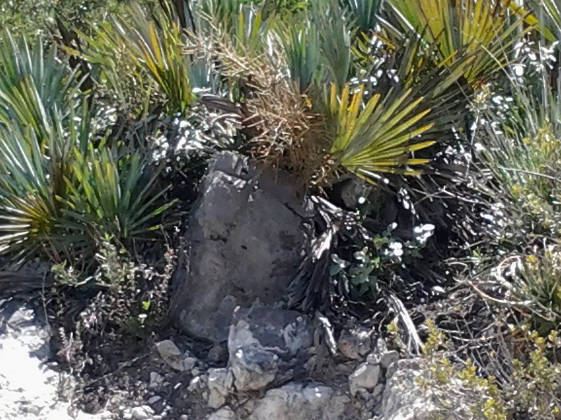 Brahea decumbens photo 6