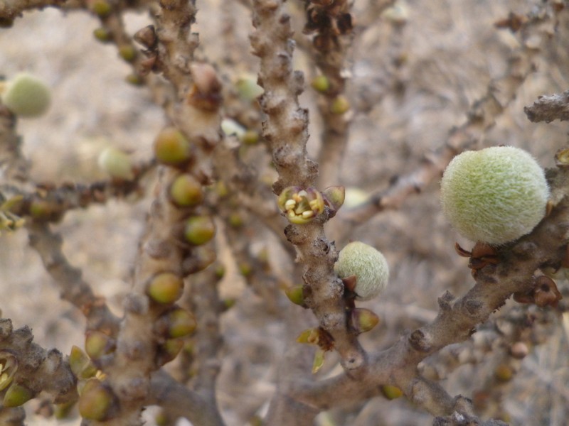 Brahea decumbens photo 7