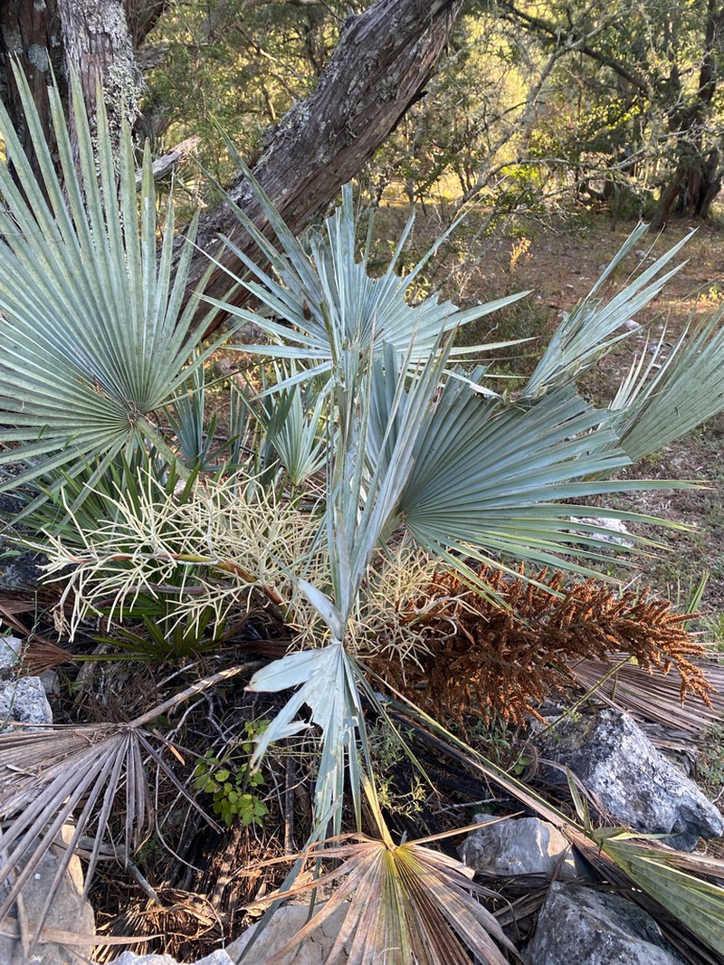 Brahea decumbens photo 8