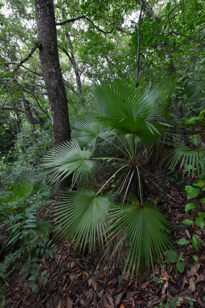 Brahea dulcis