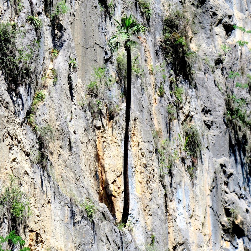 Brahea dulcis photo 3