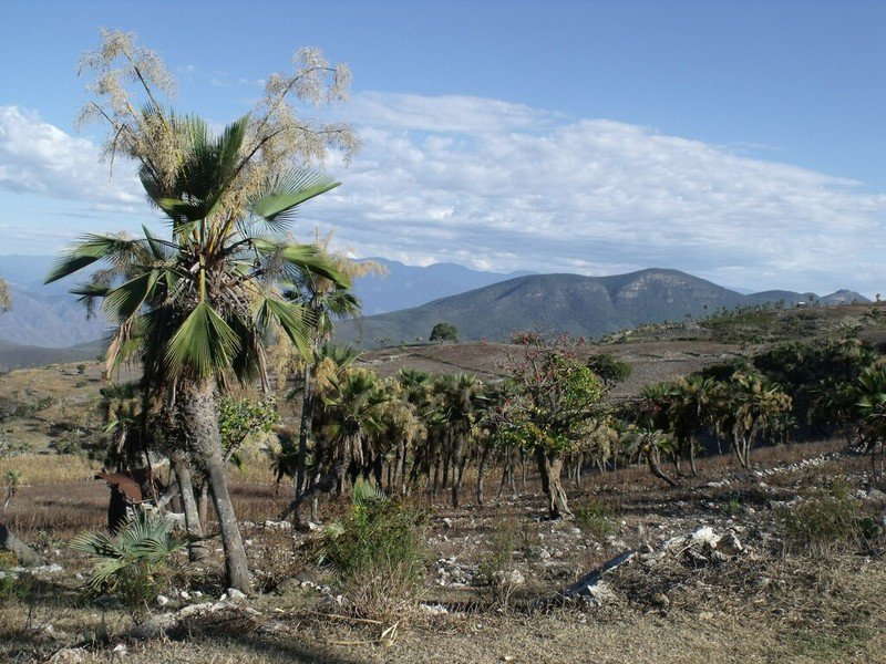 Brahea dulcis photo 5