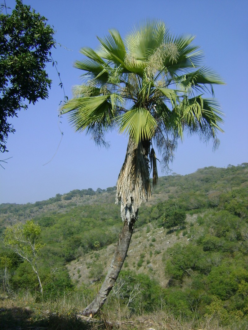 Brahea dulcis photo 6