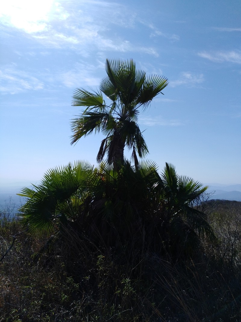 Brahea dulcis photo 7