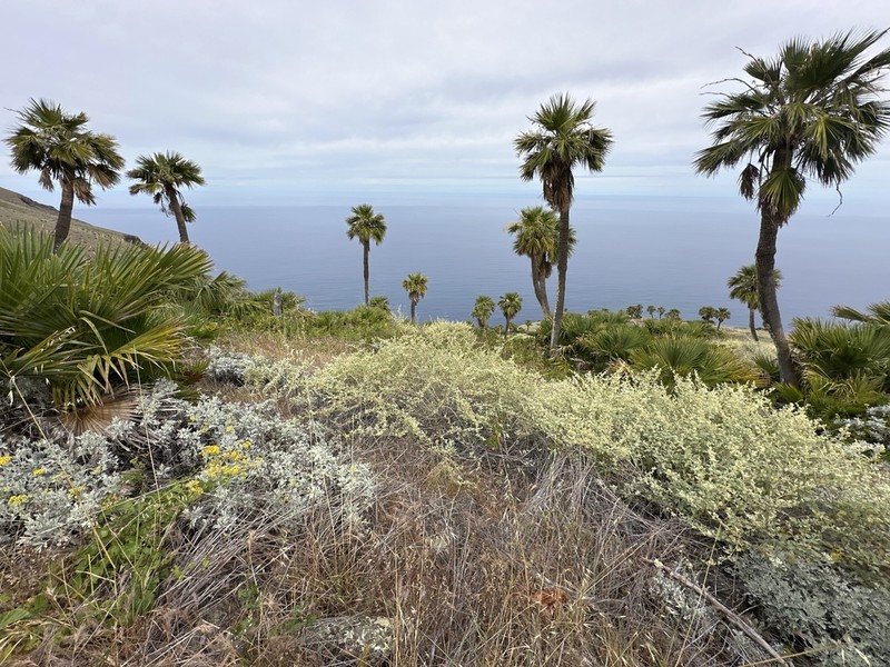 Brahea edulis photo 3